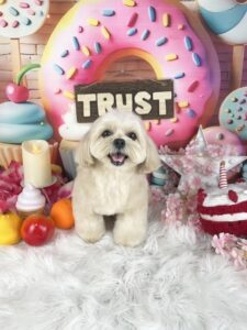 トリミング仕上がり写真