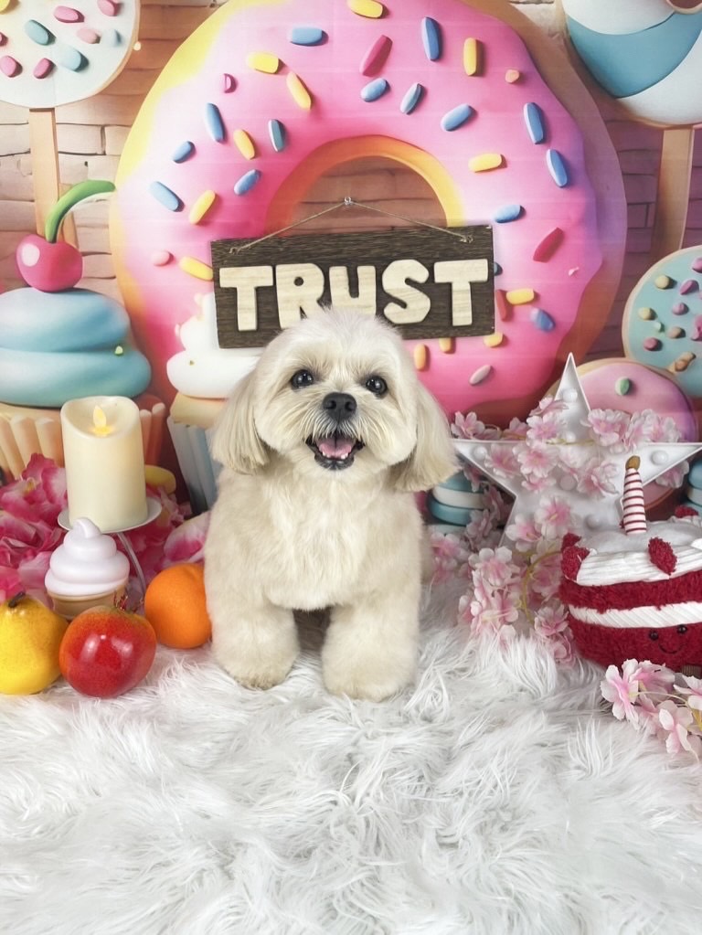 トリミング仕上がり写真