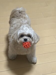 犬の甘噛み