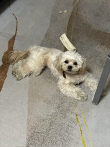 愛犬との日常