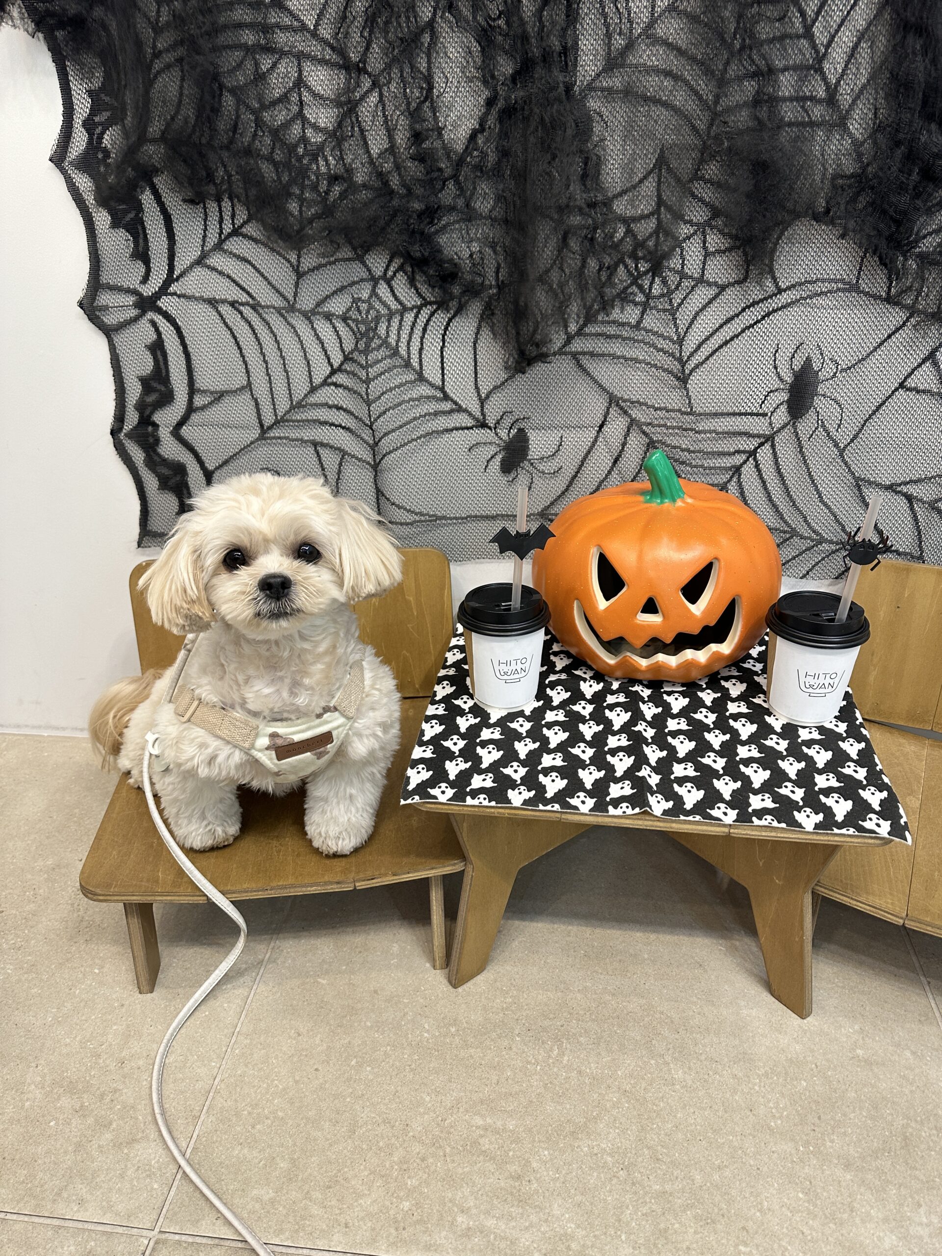 犬との生活
