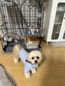 愛犬を迎えて大変だったこと