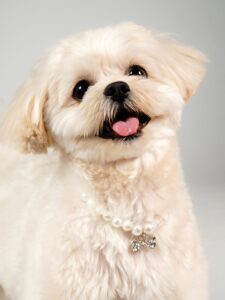 犬の笑顔