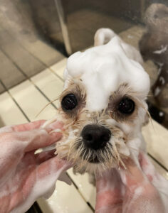 愛犬　シャンプー