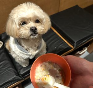 愛犬とご飯