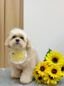 トリミングサロン