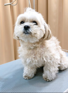 トリミングカット中