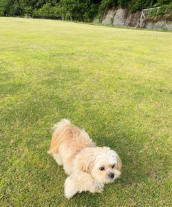 犬との散歩