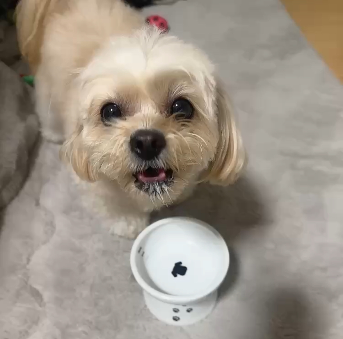 愛犬おかわり