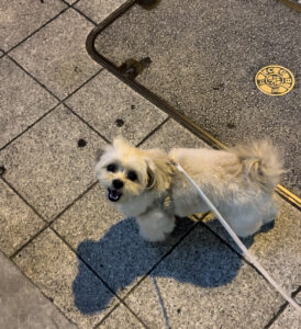 愛犬の初めてのお散歩デビュー