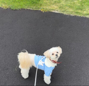 愛犬の初めてのお散歩デビュー