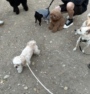 愛犬の初めてのお散歩デビュー