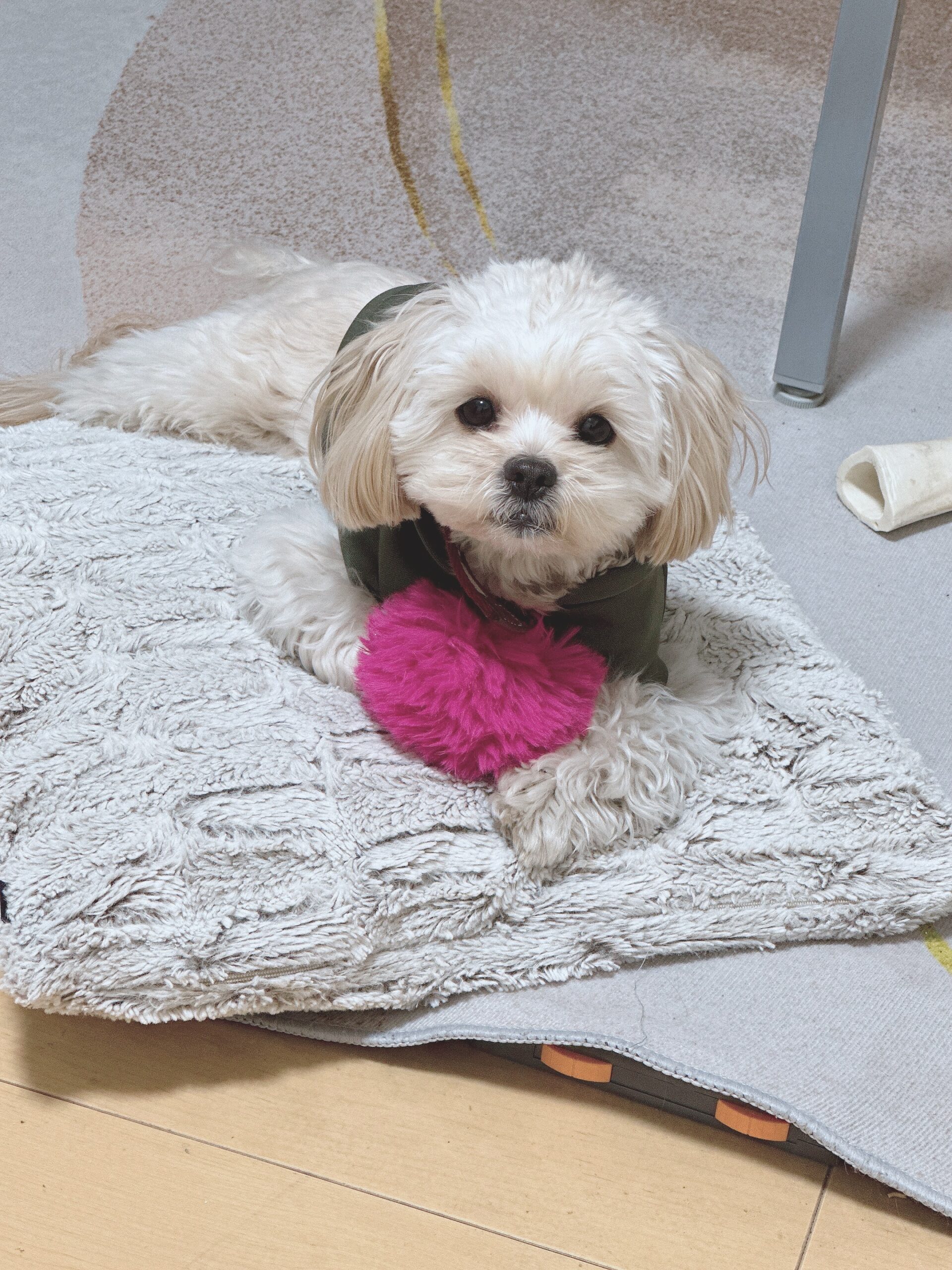 犬　リラックス